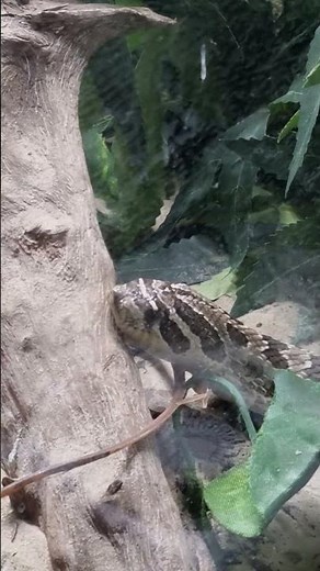 western hognose snake video
