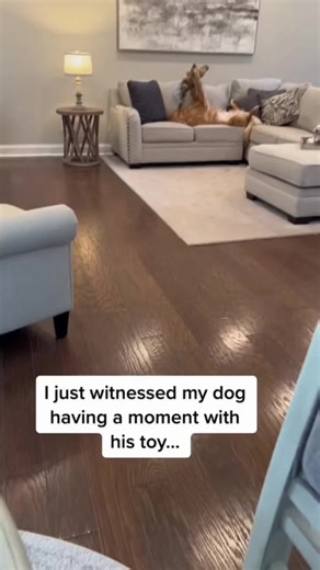 The Many Forms of Best Friends: Dogs and More