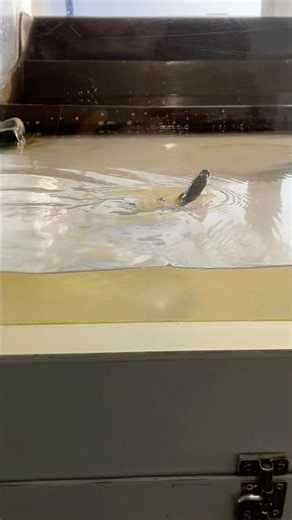 ぴょんぴょん移動するムツゴロウ なな海 Bluespotted Mud Hopper