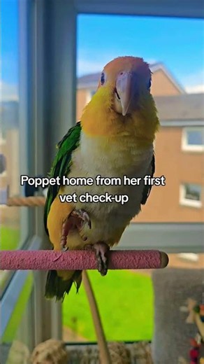 🦜 The 3 Stages of Poppet's First Vet Check-Up 😭💚 #caique #parrot #birdshorts