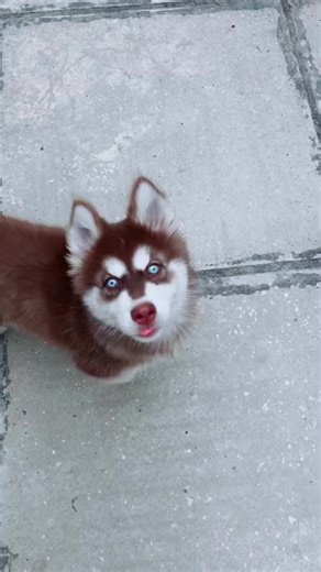 Husky Dogs: Colors, Sizes, and Characteristics