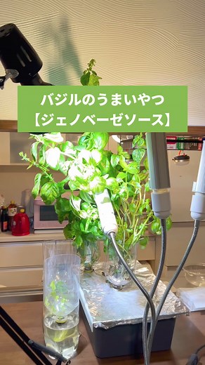 バジルのうまいやつ【ジェノベーゼソース】 キッチン水耕栽培のバジルが 採っても採ってもどんどん増えるので 大量消費します。 【材料】 バジル 50g ミックスナッツ 30g（本当は松の実） ニンニク 1カケ 塩 少々 こしょう 少々 オリーブオイル 100cc 【作り方】 バジルの葉っぱだけを使います。 本当のジェノベーゼは 松の実を使うのですが、 普通のスーパーでは あまり売られてないので ミックスナッツで代用します。 ミックスナッツは いろいろなナッツの風味が 混ざるのでおいしいですよ！ 作り方は 材料をすべて ミキサーやフードプロセッサーに かけるだけです。 ミキサーや フードプロセッサーが ない場合は すべてをみじん切りにして 混ぜ合わせます。 冷蔵だと1週間くらい、 冷凍だと1ヶ月くらいもちます。 冷凍する場合は 保存袋に入れて 薄く伸ばして凍らせると 使いたい分だけ カンタンに折って取れるので 使い勝手がいいです。 パスタはもちろん、 茹で野菜や グリルした野菜、肉、魚、 パンやピザ、 サラダなど 何にでも使えます。 水耕栽培で育てて 常に常備しておくと めっちゃ便利ですよ