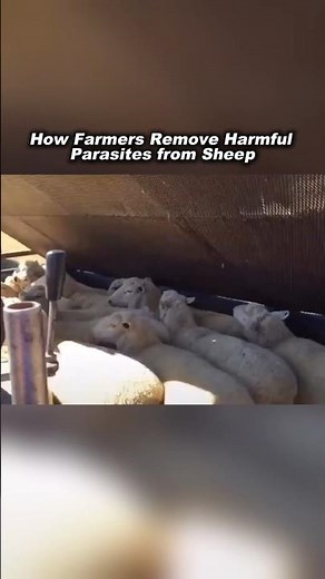How Sheep Are Treated to Remove Harmful Parasites