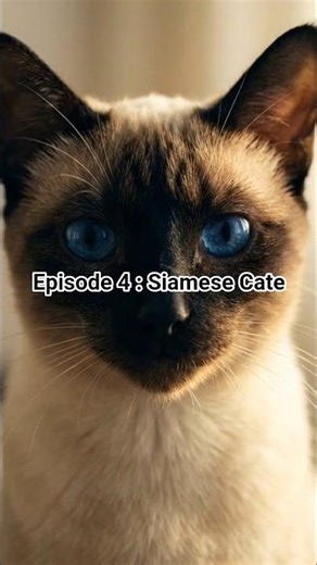 Siamese Cat, The Power of Blue eyes 👀✨😺 #shorts