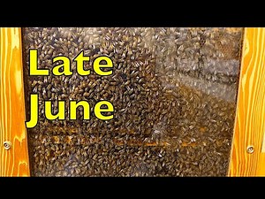 Blue Ridge Honey Company / Late June