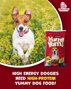 Perfect pawrtner for your high-energy doggies? That's Yum Yum Hi-Protein Dog Food! ❤️💙 Nutritionally complete and balanced for all life stages, this yummy dog food is designed to meet the nutritional needs of small breeds and high-energy dogs. It has: ✅ Flavor Peptides B-Complex to boost appetite ✅ Omega-3 DHA to help control inflammation and ease arthritis pain ✅ Omega-6 to help boost immune system promote healthy skin and coat ✅ Probiotics to aid digestion ✅ Yucca Extract to help minimize sto