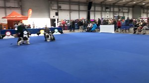 Overall Eukanuba Champion Stakes decision | Our Dogs