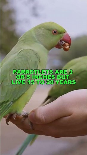 What are the BIGGEST Secrets of Parrotlets? #shorts #tweetylines #birds