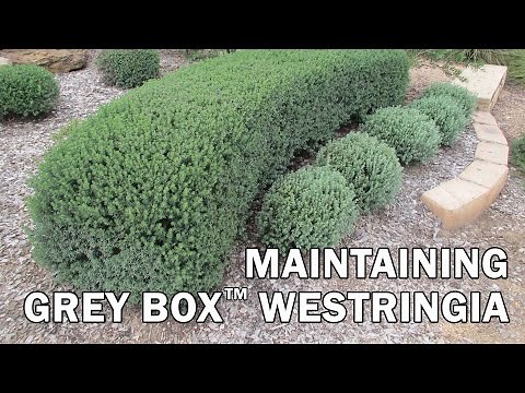 Maintaining Grey Box™ Westringia