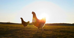 Researchers showcase that humans' close contact with chickens happened in 1500 BC in Southeast Asia: study