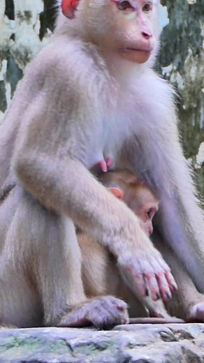 Have you ever seen a monkey do something so funny, it will make you laugh out loud? #MonkeyMania #MonkeyKingdom #MonkeyLife #MonkeyLove #MonkeyMagic #MonkeyBusiness #MonkeyFacts #MonkeyTales #MonkeySeeMonkeyDo #MonkeyFun #MonkeyJourney #MonkeyJokes #MonkeySmiles #MonkeyWorld #MonkeyBuddies #MonkeyLovers #MonkeyCuddles #MonkeyTricks #MonkeyKisses #MonkeyShenanigans #MonkeyMoments #MonkeyDance #MonkeyRock #AnimalLove #WildLife #BeautifulAnimals #CutePets #AdoptDontShop #SaveTheAnimals #AnimalAdvoc