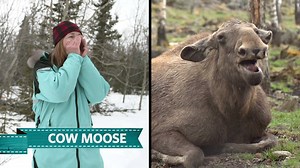 15K views · 340 reactions | Can you tell the difference between Dr. Oakley, Yukon Vet's animal calls and the real deal? | National Geographic Animals | Facebook