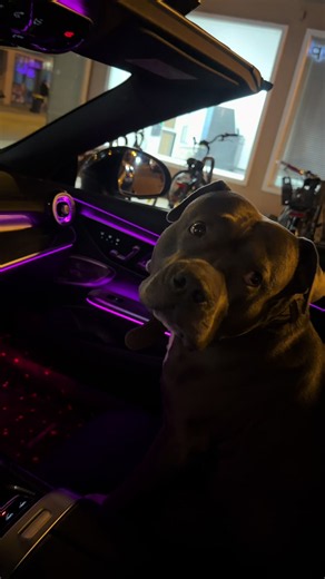 Pitbull in Mercedes: viral Hundervideo in Erlangen