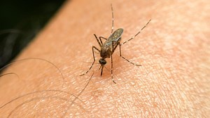 Mosquito season set to hit hard