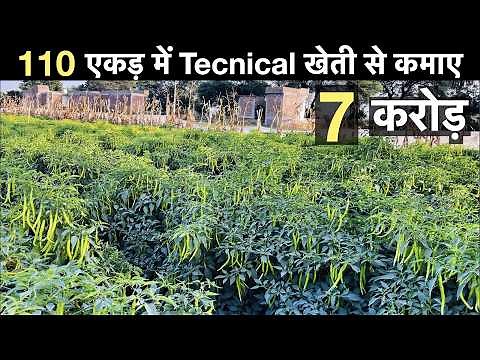 Chilli farming technique with mulching + drip irrigation in India profit Chilli farming Guava farmin