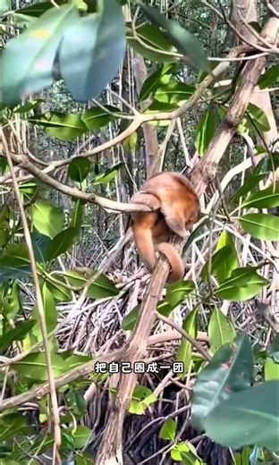 世界上最小的侏食蚁兽，真的太萌了！ #fblifestyle | 增强知识3