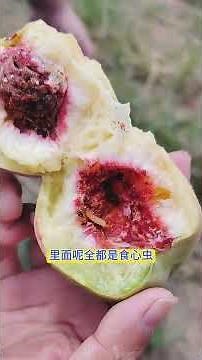 Beat Peach Tree Borers: Perfect Timing & Pro Tips