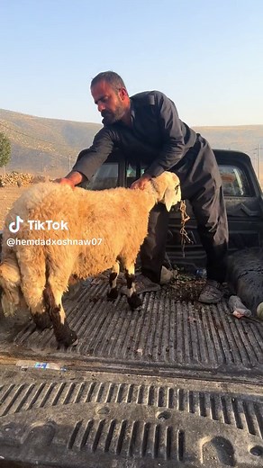 Man Interacts with Sheep in Scenic Outdoor Setting