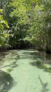 Nothing but good vibes & adventures await you at Rock Springs ✌️Don’t forget to stop here and unwind on your next Orlando trip 🛶 | Get Up And Go Kayaking