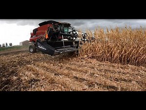 Harvesting Corn With a Grain/Bean Header?
