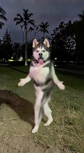 This is definitely the craziest disco dog you'll see today! The sky's the limit!