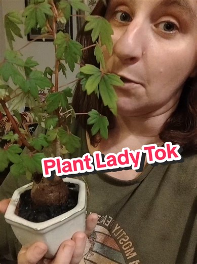 Plant Lady here. Don't forget to water and fertilize your plants! #plantlady #houseplants #horticulture #begonias #fyp