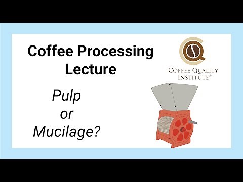Lessons in Coffee Processing - Pulp or Mucilage?