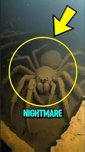 TOP 5 GIANT SPIDERS THAT WILL SCARE YOU 😱