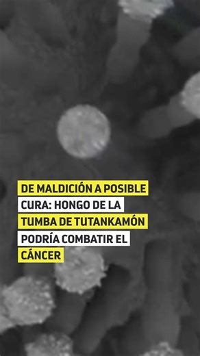 ¡Increíble hallazgo! 🔬 Científicos de la Universidad de Pensilvania hicieron estudios en el hongo "maldito" de la tumba de Tutankamón, y descubrieron que al modificar este hongo tóxico podría combatir el cáncer de sangre, al igual que algunos medicamentos que han sido aprobados. ¿Qué opinas?😯 | Meganoticias