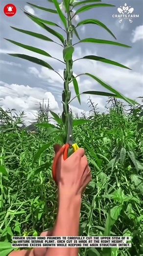 Manual Sesame Pruning: Precise Stem Cutting for Healthier Plant Growth