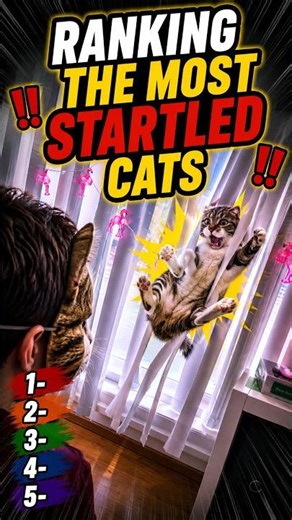 Ranking The Most Startled Cats 🙀 (Wait for 1)