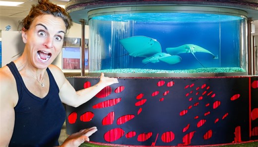 Rebuilding a giant tank for stingrays - filtration, space, and safety challenges