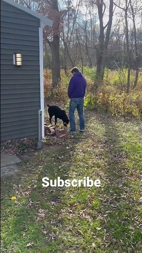 Dog pees on owner while peeing 💦💦