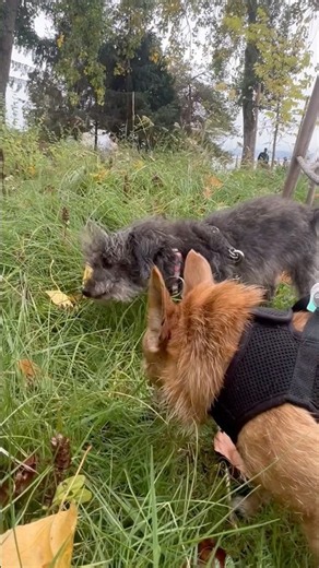 Why do dogs eat grass? A Holistic Certified Trainer’s Perspective