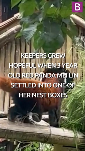 First glimpse of first ever red panda cub born at West Midlands Safari Park 😻 A rare red panda cub has been born at West Midlands Safari Park for the first time in the zoo's 50 year history. 3 year old Mei Lin mated with male red panda Sanka after the pair were introduced just over a year ago. #redpanda #redpandacub #endangered #endangeredanimals #westmidlandssafaripark #zoo #Cubs #birmingham #birminghamuk | Birmingham Live