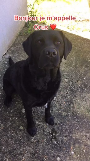 Meet Ours the Playful Black Labrador