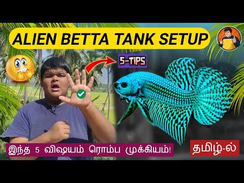 Alien Betta Tank Setup 🐟 | Beginner Guide in Tamil | 5 IMPORTANT Tips You Must Know 