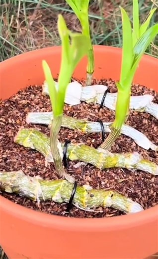 VERY SIMPLE TIPS! How to propagation dendrobium orchid plants #short 🌱🌱🌵
