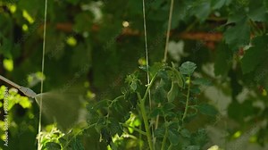 Tomato bushes, intensive spray treatment against diseases and pests