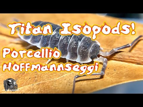The Titan or King Isopod: Porcellio hoffmannseggi a most amazing and impressive terrestrial isopod.