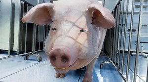 PlayWay and Freaky Games new funny game《Pig Skate Simulater》coming to Steam. The player takes control of a genetically modified high intellectual lab runaway pig, and scores by wrecking havoc in the cities. Here an overview of the game, vis Steam page: 【About】 You are a pig, and not a meat! Jump on a skateboard and do the trick! Create some chaos and gather pearls, this game will let you immerse with no rest. I don’t even know where to start this description. So, this pig just managed to escape 