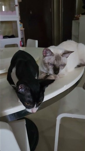 Cute Black and White Cats #cats #cute #cutecat