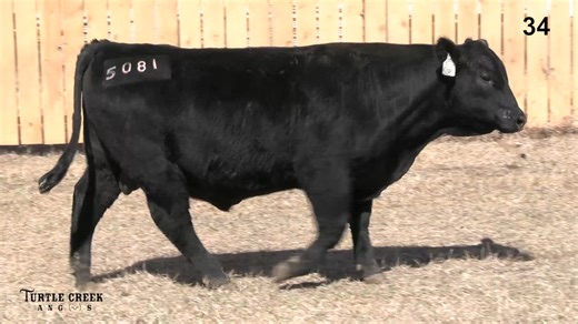 Lot 34: Turtle Creek Angus - Annual Angus Bull Sale