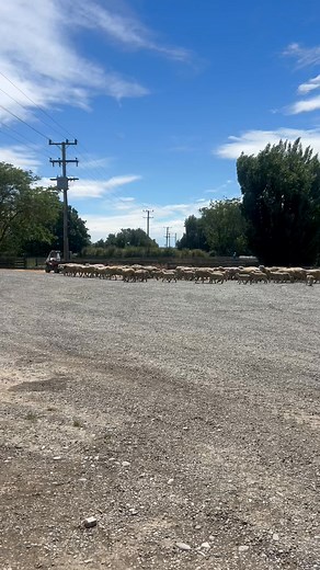 12 reactions | Working dog on the move | Eric Natinga | Facebook