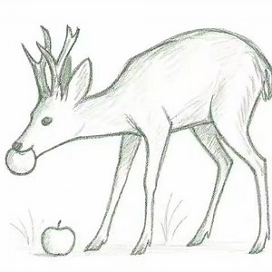 Experiments with Animation