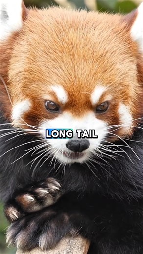 Red Pandas Aren’t What You Think 😲🐼 #animals #adorable #cute #facts #usa