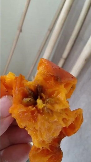 自宅でできる絶品完熟吊るし柿 むっちゃ甘くてコクがある美味すぎ カビの心配ないのでだれでもできる 温かくて湿気の多い奄美大島でもできちゃうってます。わざわざむかなくても渋抜きしなくても食べれます🐶😁