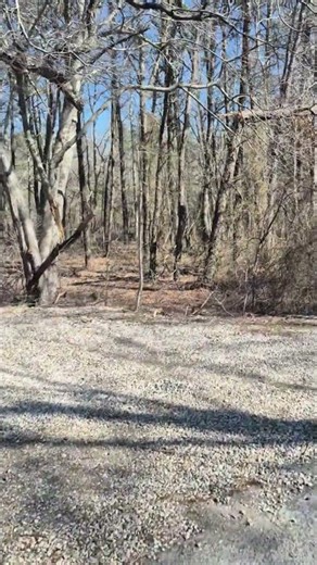 Why Do These Toads Sound Like This!? #asmr