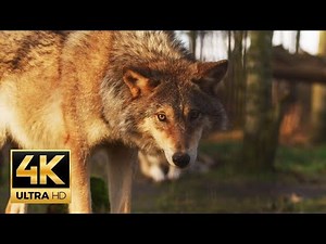 Deadly Wolves in 4K (Ultra HD)