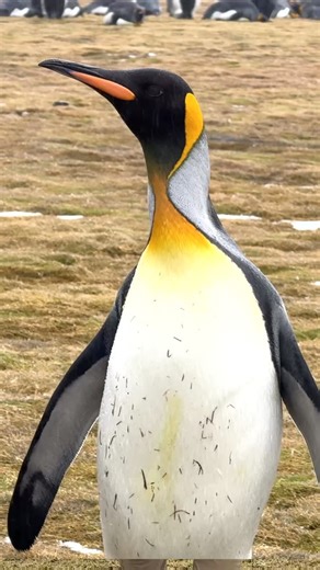 Raj Phanden (Cycle Baba) on Instagram: "Worlds biggest penguin colony #antarctica #cyclebaba #travelreelsindia"